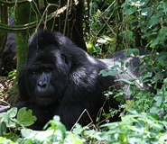 gorilla safari rwanda