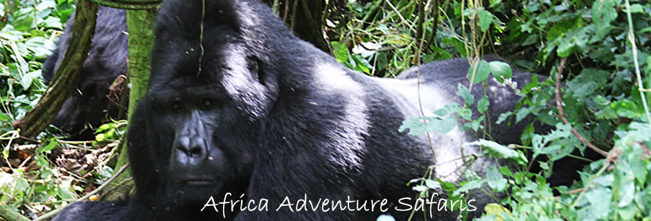 3 day gorilla tour rwanda