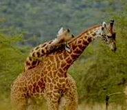 giraffes akagera national park