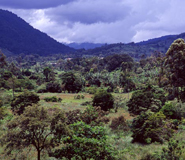 Bwindi valley