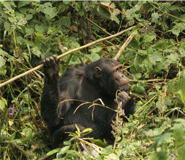 Chimpanzee tracking rwanda