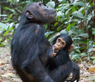 Chimpanzee - great apes of east africa