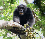 chimpanzee - great apes east africa