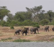 Wildlife Queen Elizabeth national park - Uganda