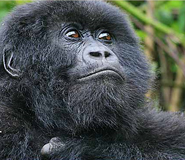 gorilla trekking and nature tour
