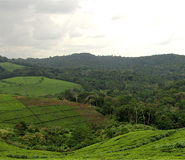 Kibale national park