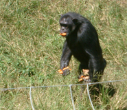 Chimpanzee feeding - Ngamba Island uganda