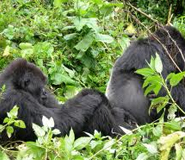 rwanda gorilla