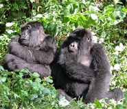 gorilla tracking safari