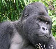 gorilla rwanda