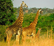 wildlife akagera national park rwanda