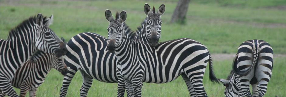 zebras akagera national park rwanda