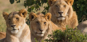 Akagera-national park