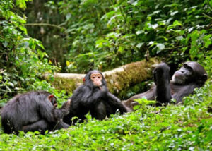 11 days rwanda gorilla tour and chimpanzee trekking