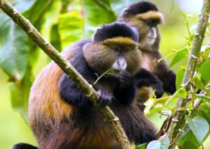 7 days rwanda gorilla tour and chimpanzee trekking in uganda