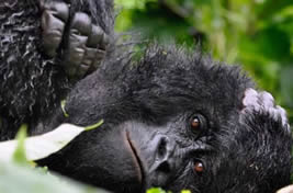3 day rwanda gorilla safari