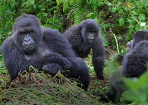 5 Days gorilla tour in Uganda