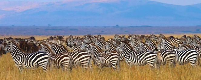 Taragire national park