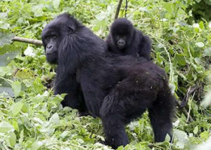3 Days uganda gorilla safari