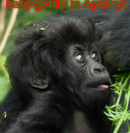 gorilla groups 