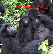 Bwenge-gorilla-family