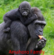 gorilla groups 