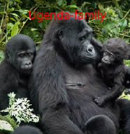 ugenda-gorilla-family