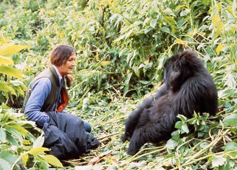 dian fossey gorilla fund international jobs dian fossey gorilla fund international jobs