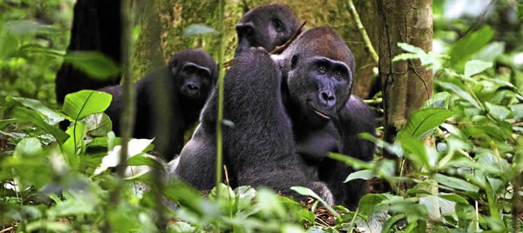 gorilla trekking