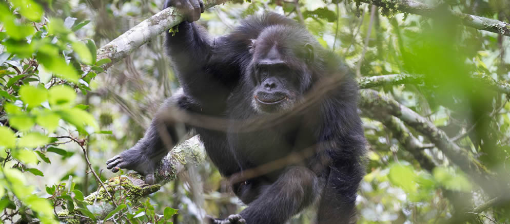 chimpanzee tracking