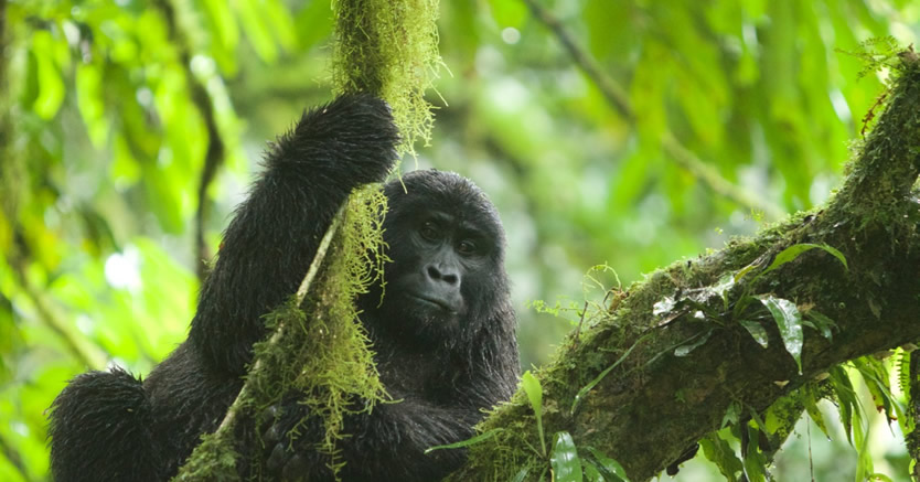 gorilla tracking in mgahinga national park uganda
