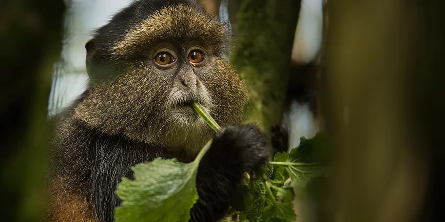 golden monkey tracking Rwanda