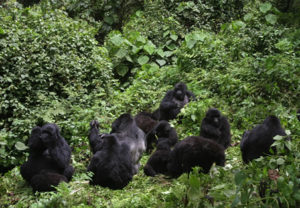 Bwindi-forest