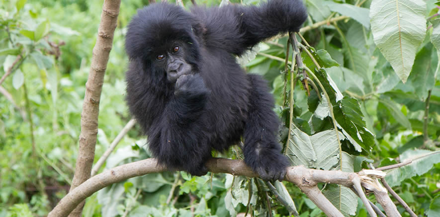 gorilla trek bwindi