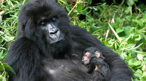 gorilla safaris