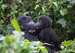 1 day uganda gorilla tour