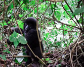 Rwanda gorilla treks