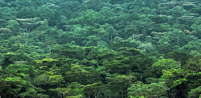 vegetation in Bwindi