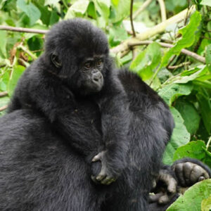 Uganda gorilla tours via Kigali Rwanda