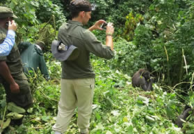 Gorilla safaris Bwindi