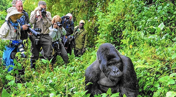 gorilla tours in Bwindi