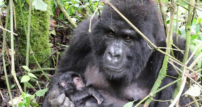 gorilla trekking in rwanda | Rwanda Gorilla Tour gorilla trekking