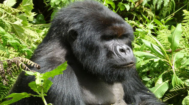 Virunga National park