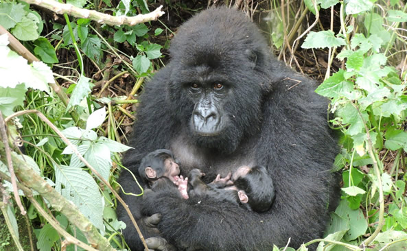 Congo gorilla Treks