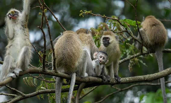 Rwanda national parks