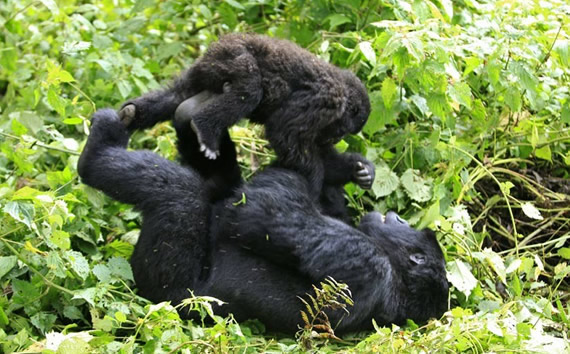 Gorilla trekking