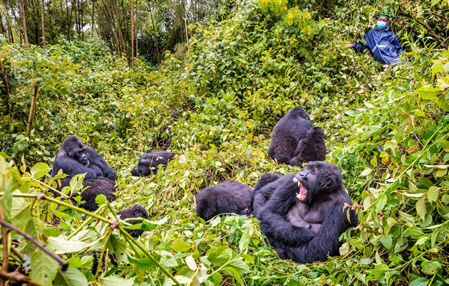 Congo Gorilla Safaris