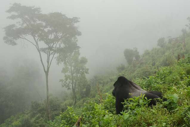 Bwindi Gorilla regions