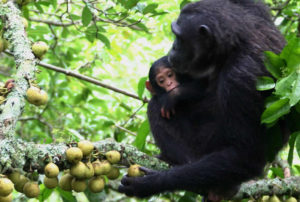 additional activities on gorilla trekking