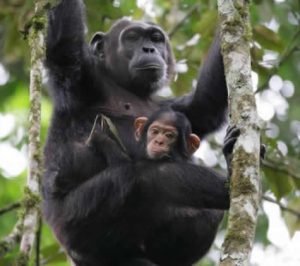 chimpanzee habituation